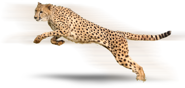 Cheetah hoogwaardige PNG