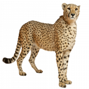 Archivo png cheetah