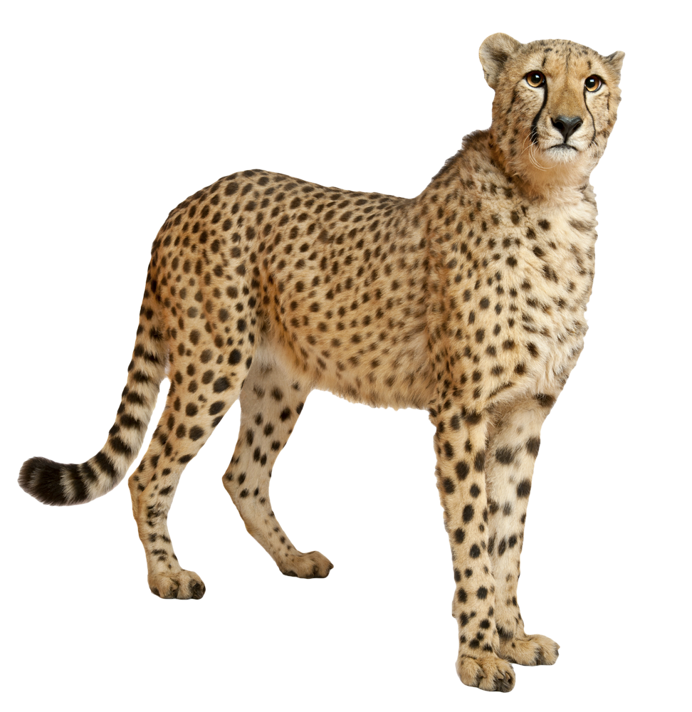 Cheetah PNG -bestand