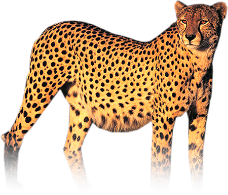 Cheetah PNG HD