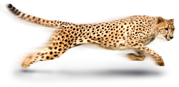 Cheetah PNG -afbeelding