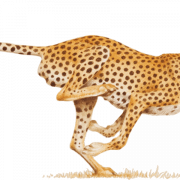 Cheetah PNG | PNG All