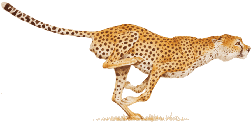 Cheetah transparant