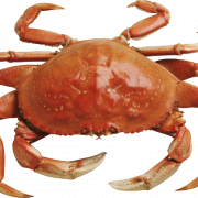 Crab Free Download PNG