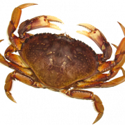 Crab PNG Bild