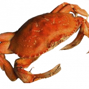 Crab Png Bild