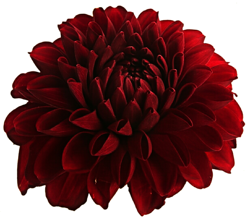 Dahlia Png Hd Png All Png All