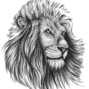 Lion Tattoo kostenloser Download PNG