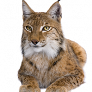 Lynx Download grátis png
