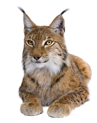 Lynx бесплатно скачать пнн