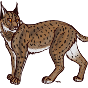 Lynx transparente
