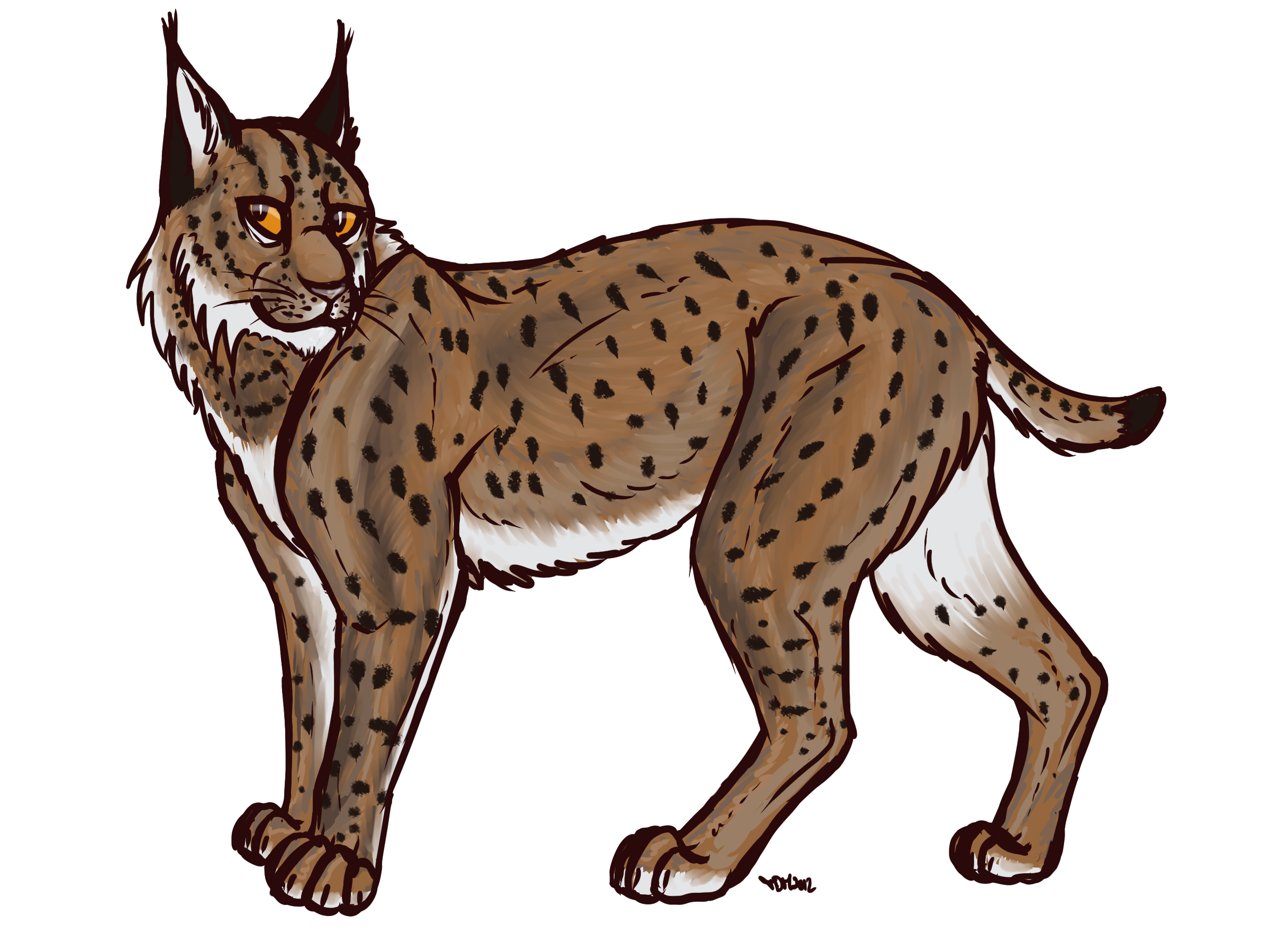 Lynx PNG Transparent Images | PNG All