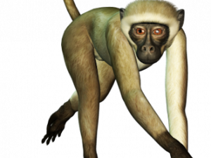 Monkey Free PNG Image