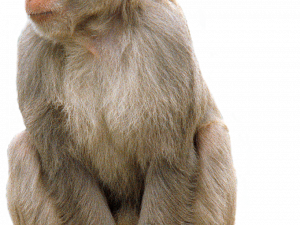 Monkey PNG Picture