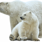 Download gratis beruang kutub png