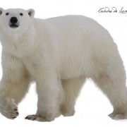 PNG beruang kutub