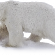 Gambar png beruang kutub