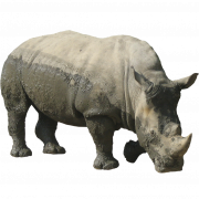 Rhinoceros تحميل مجاني بي إن جي