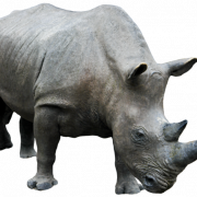 Rhinoceros Image PNG حر