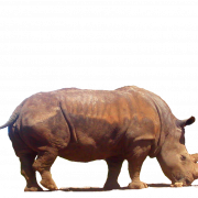 Rhinoceros PNG Clipart
