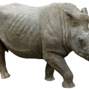Rhinoceros PNG صورة