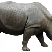 وحيد القرن شفاف