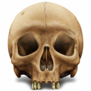Image du crâne PNG