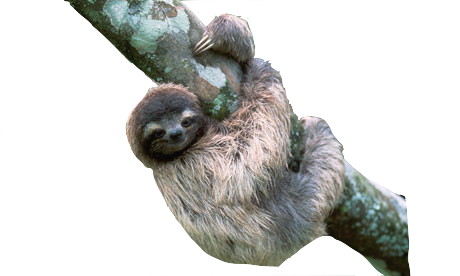 ไฟล์ sloth png
