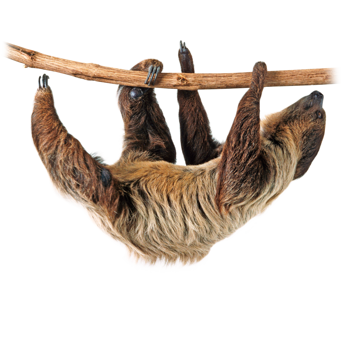 ภาพ sloth png