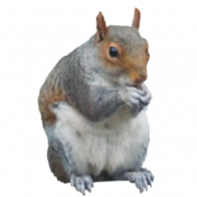 Eichhörnchen Png