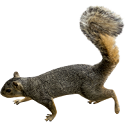 Eichhörnchen PNG Bild