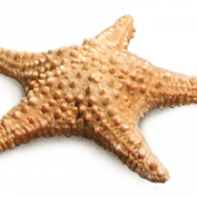 PNG de estrella de mar