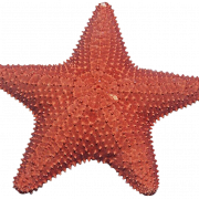 Imagen PNG de Estrella de mar