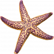 Imagen de png de estrella de mar