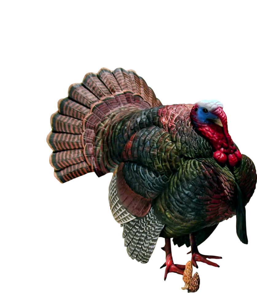 Turkey Bird PNG Transparent Images | PNG All