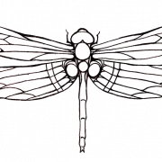 Dragonfly Tattoos | PNG All