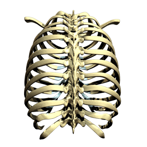 Rib Cage Png Picture Png All Png All
