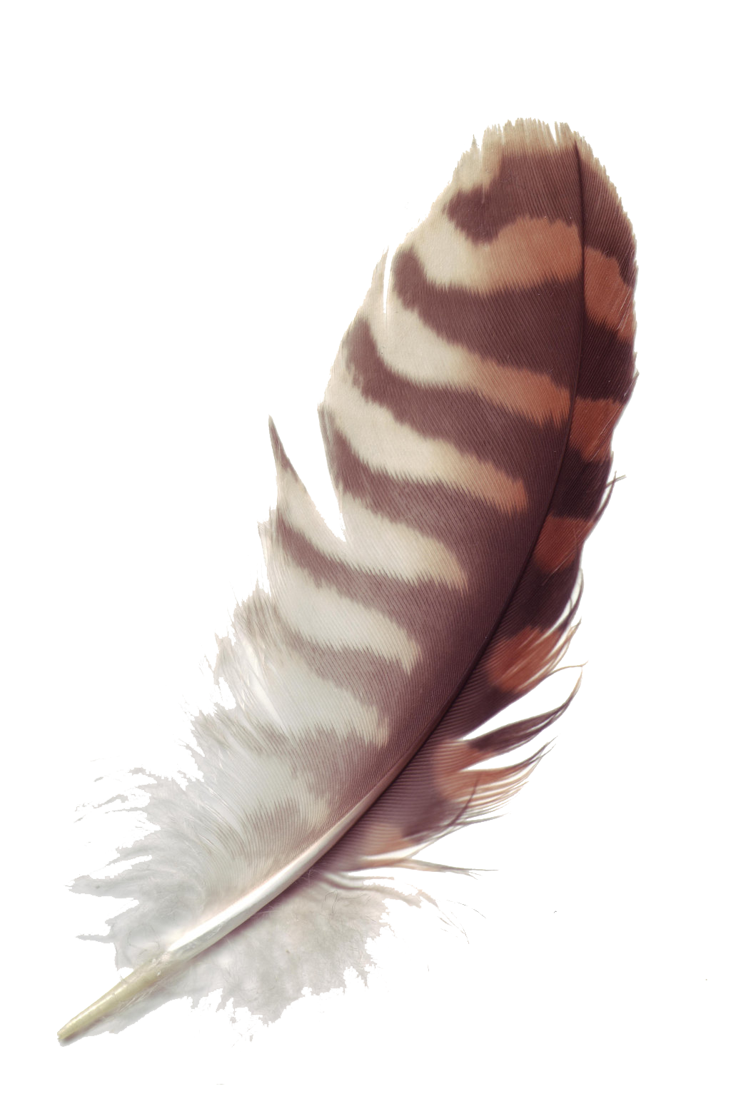 Feather PNG Transparent Images | PNG All