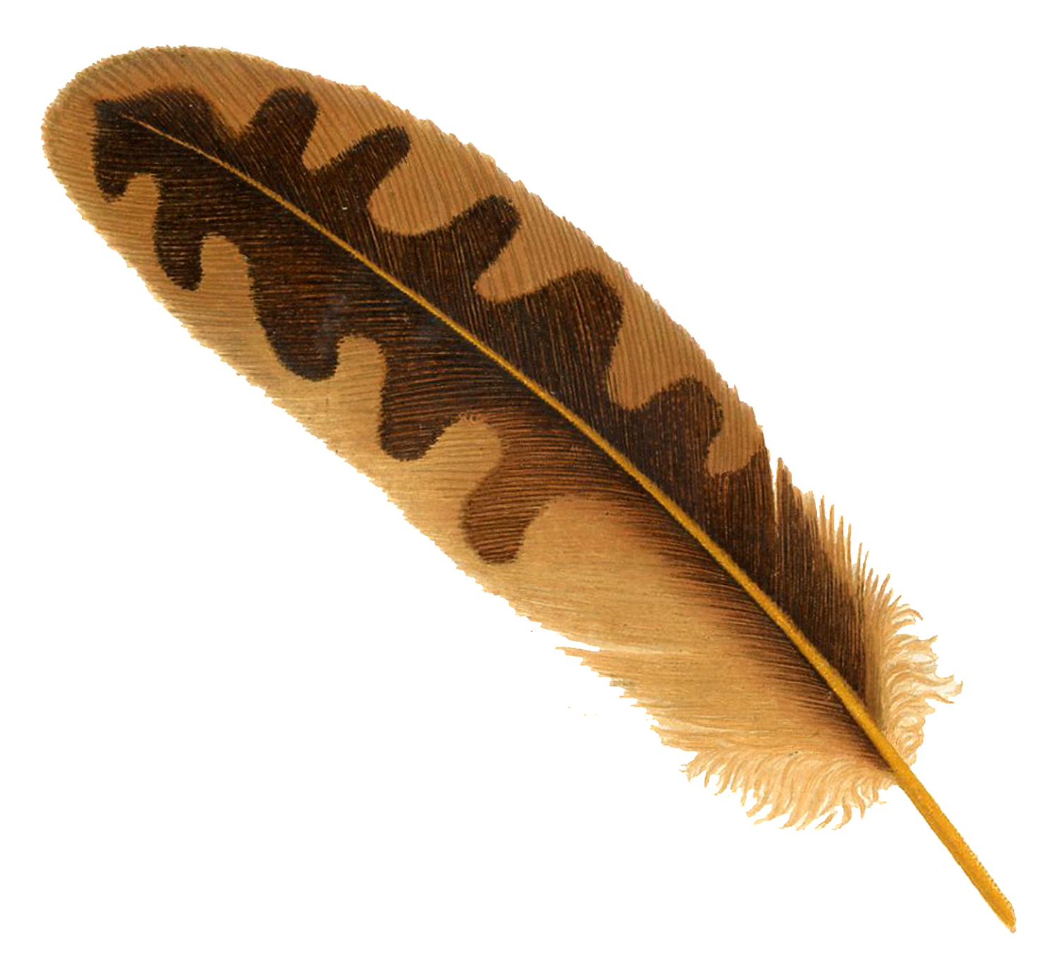 Feather High Quality Png Png All Png All