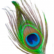 Peacock Feather Gratis Unduh PNG