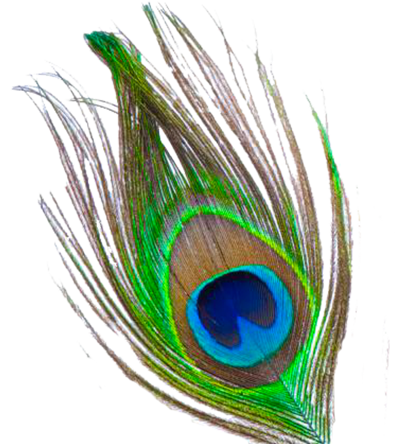 Peacock Feather PNG Transparent Images - PNG All