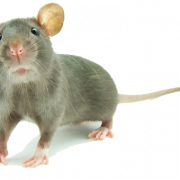 Maus tierfreie Download PNG