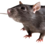 PNG -Datei Maus Tier