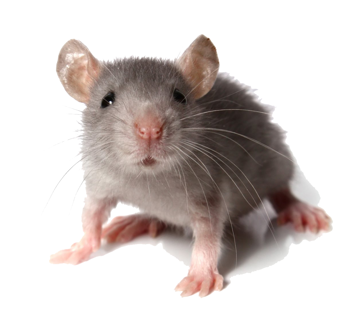 mouse transparent background