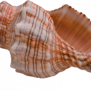 Shell png