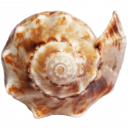 Shell PNG Clipart