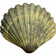Shell PNG -Datei