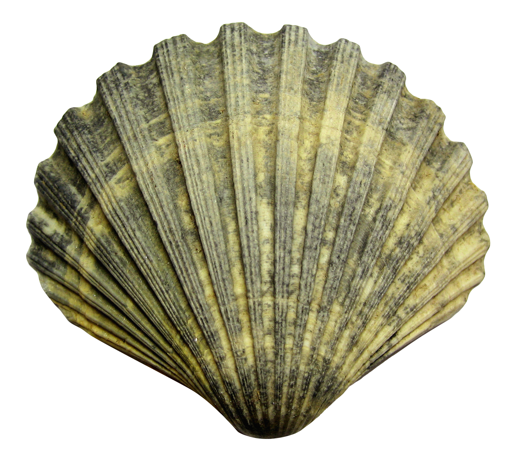 Shell PNG -Datei