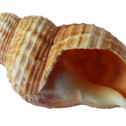 Shell PNG Bild