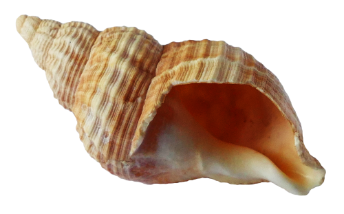 Shell PNG Bild